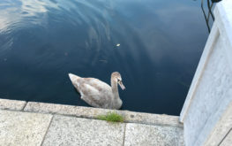 Lovere - Porto turistico #3 - Lago Iseo