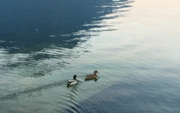 Lovere - Porto turistico #4 - Lago Iseo